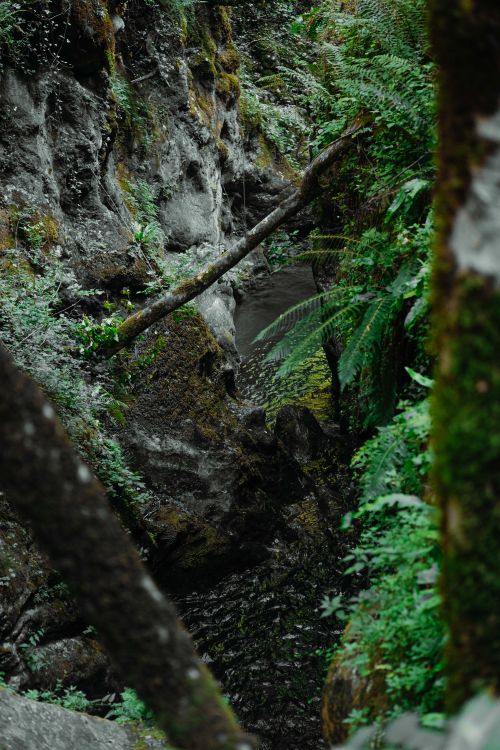 Free Explore the lush green forest gorge in Camaiore, Toscana, Italy. Stock Photo