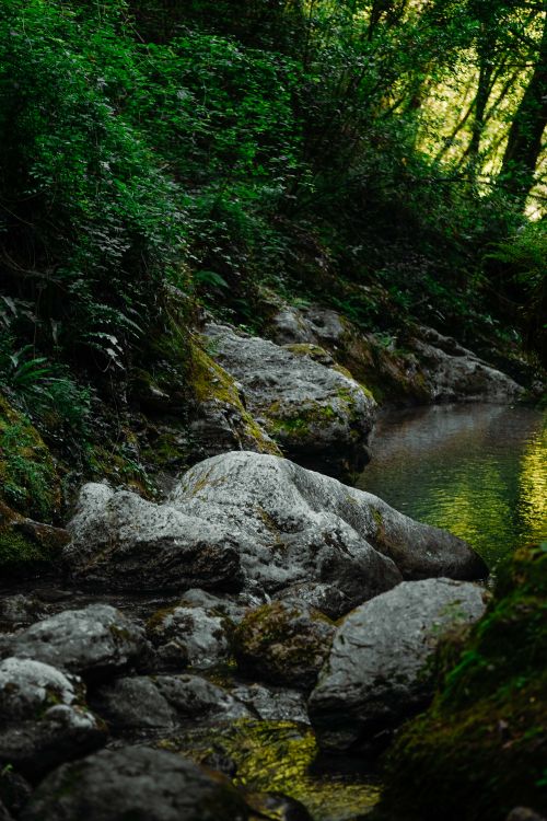 Free Serene forest scene with a stream flowing over rocks in Tuscany, Italy. Stock Photo