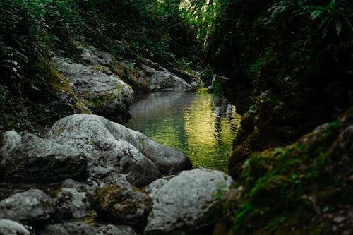 View of a Rocky Creek in a Forest 