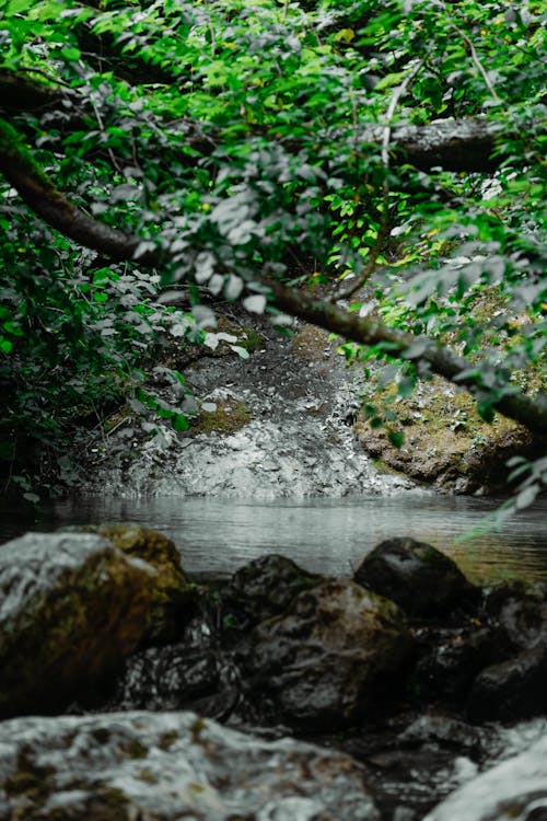 View of a Creek in the Bushes 