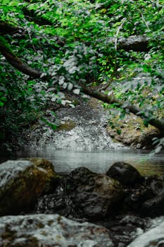 Image by Brenda Valdrighi