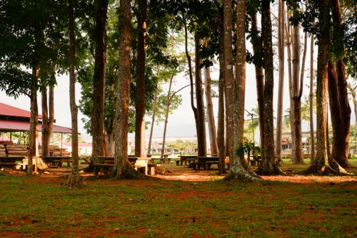 Free Tranquil park scene with benches amidst tall trees in Valencia City, Philippines. Stock Photo