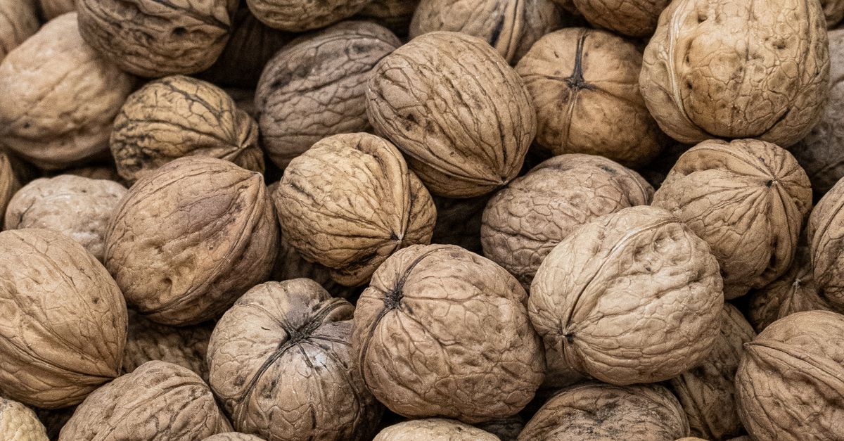 Close-up of Walnuts in Shells · Free Stock Photo