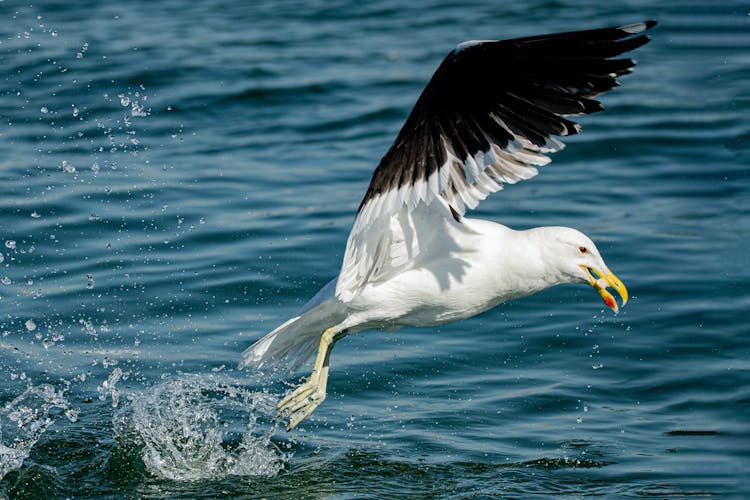 Seagull With Food In Beak