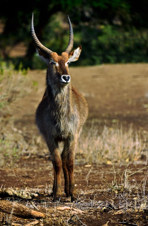 Imagine de stoc gratuită din faună sălbatică, fotografie cu animale sălbatice, fotografie de animale