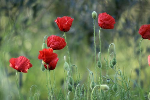 Red poppies in a field with green grass