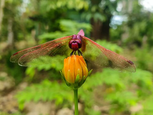 Free Purple Dragonfly Stock Photo