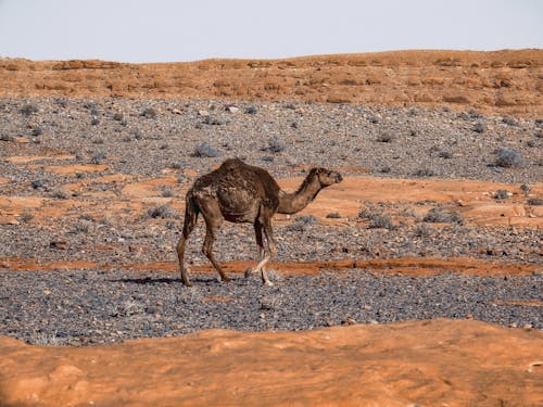 Camel in Nature