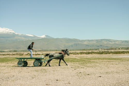A man riding a horse drawn cart in the desert