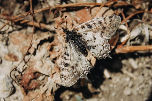 Základová fotografie zdarma na téma motýl