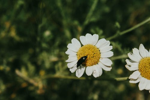 Free stock photo of daisy, insect