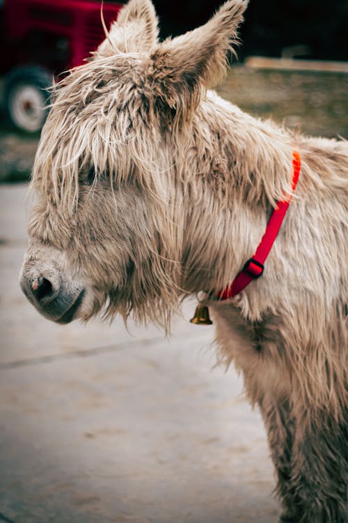 Head of White Donkey