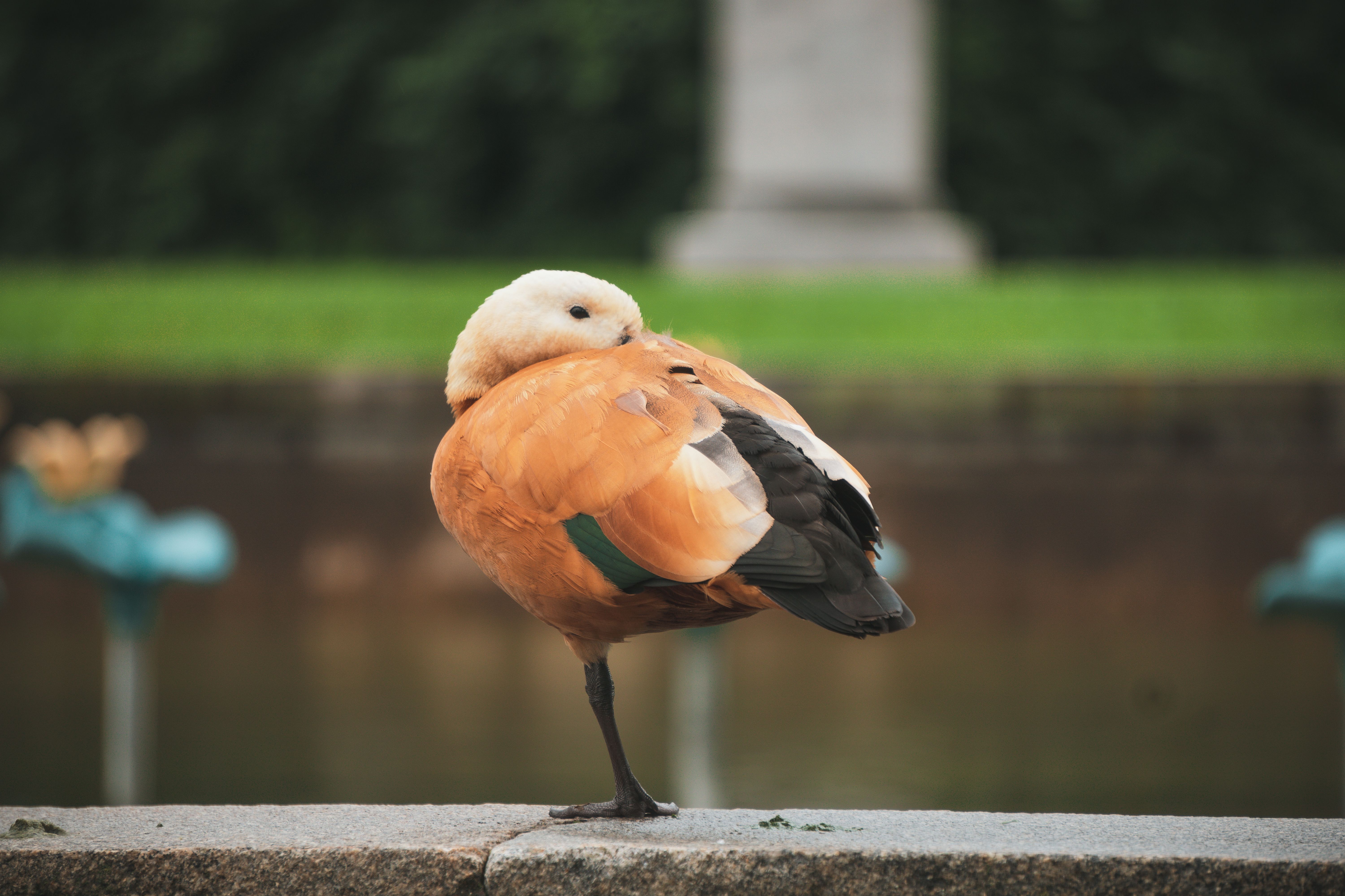 one legged birds fly