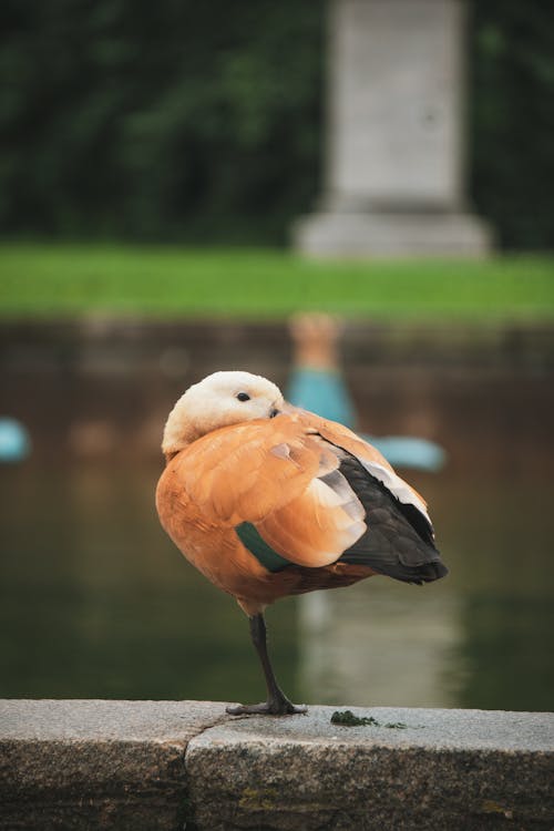 tadorna ferruginea, 動物攝影, 垂直拍摄 的 免费素材图片