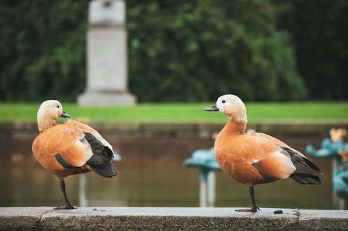 Fotobanka s bezplatnými fotkami na tému fotografie zvierat žijúcich vo voľnej prírode, jazierko, kačica