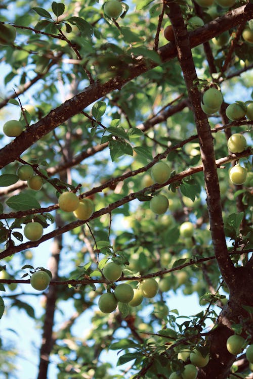Green Fruit on Branches