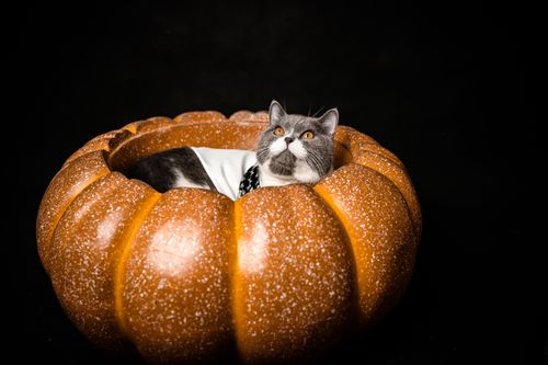 Free Adorable cat sitting in a pumpkin-shaped basket against a black backdrop, perfect for festive themes. Stock Photo