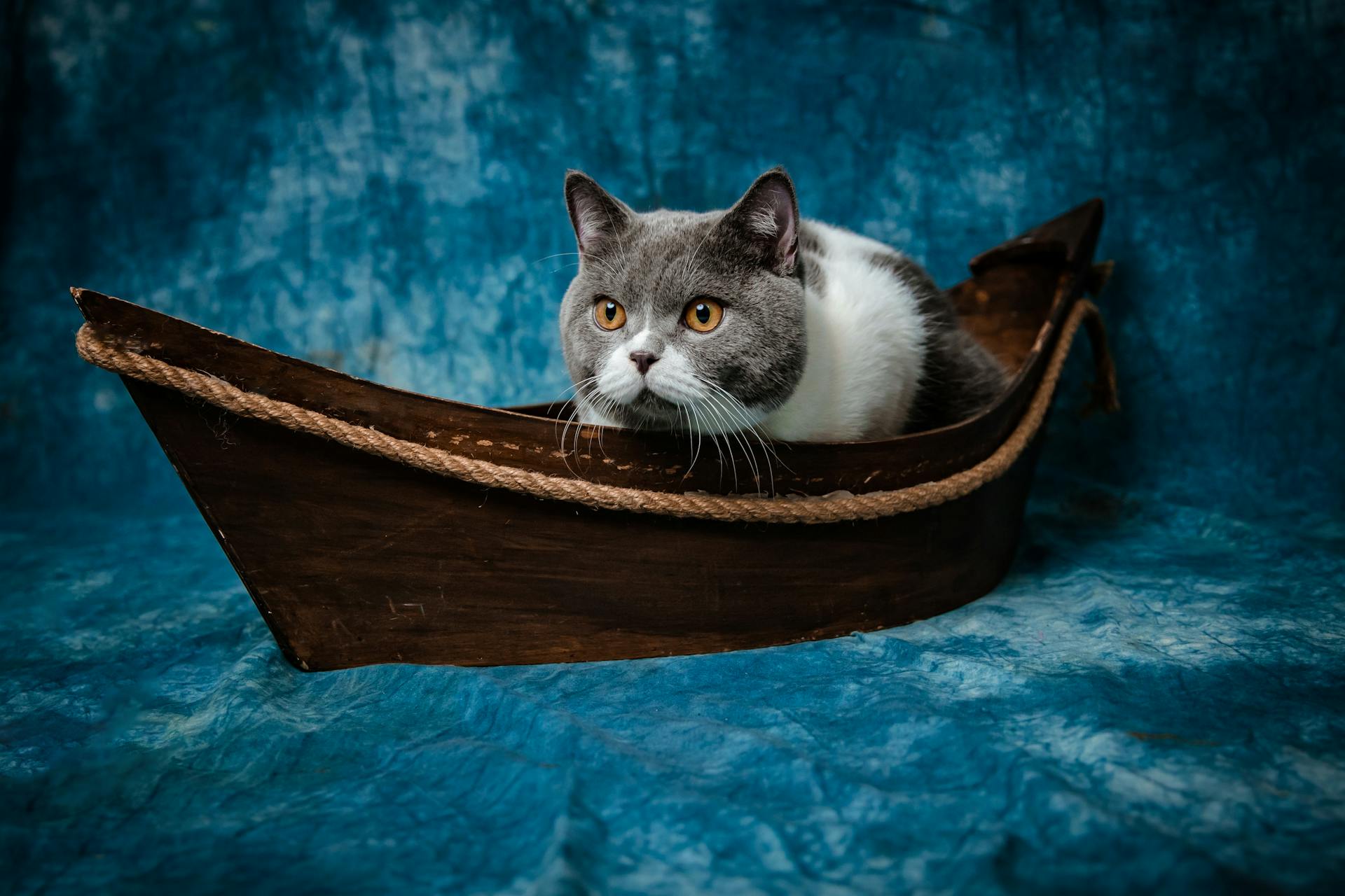 Adorable gray and white cat sitting in a wooden boat against a blue studio background.