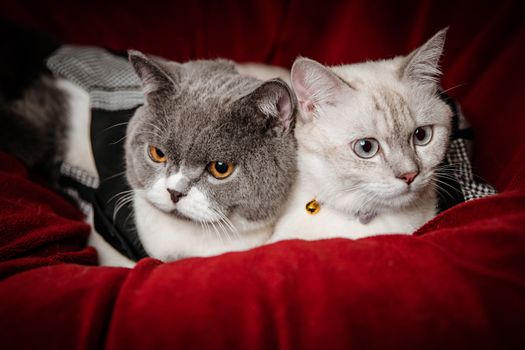 Adorable cats snuggled together on a plush red background, exuding warmth and comfort.