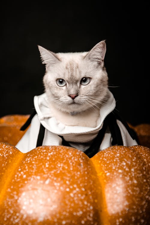 Gratis stockfoto met dierenfotografie, huisdier, kat