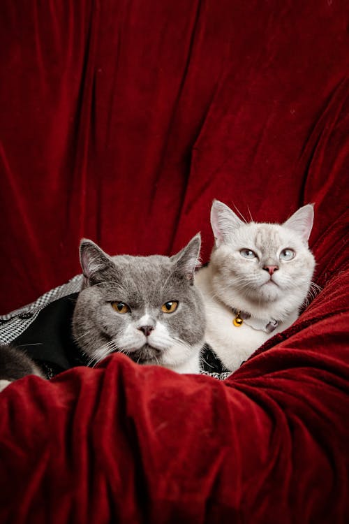 Cats Lying Above Red Blanket 