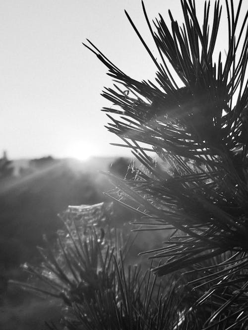 Fotobanka s bezplatnými fotkami na tému čiernobiely, ihličnan, západ slnka