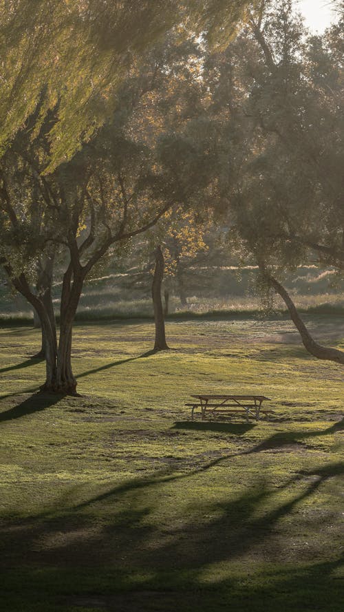 Základová fotografie zdarma na téma klid, park, příroda