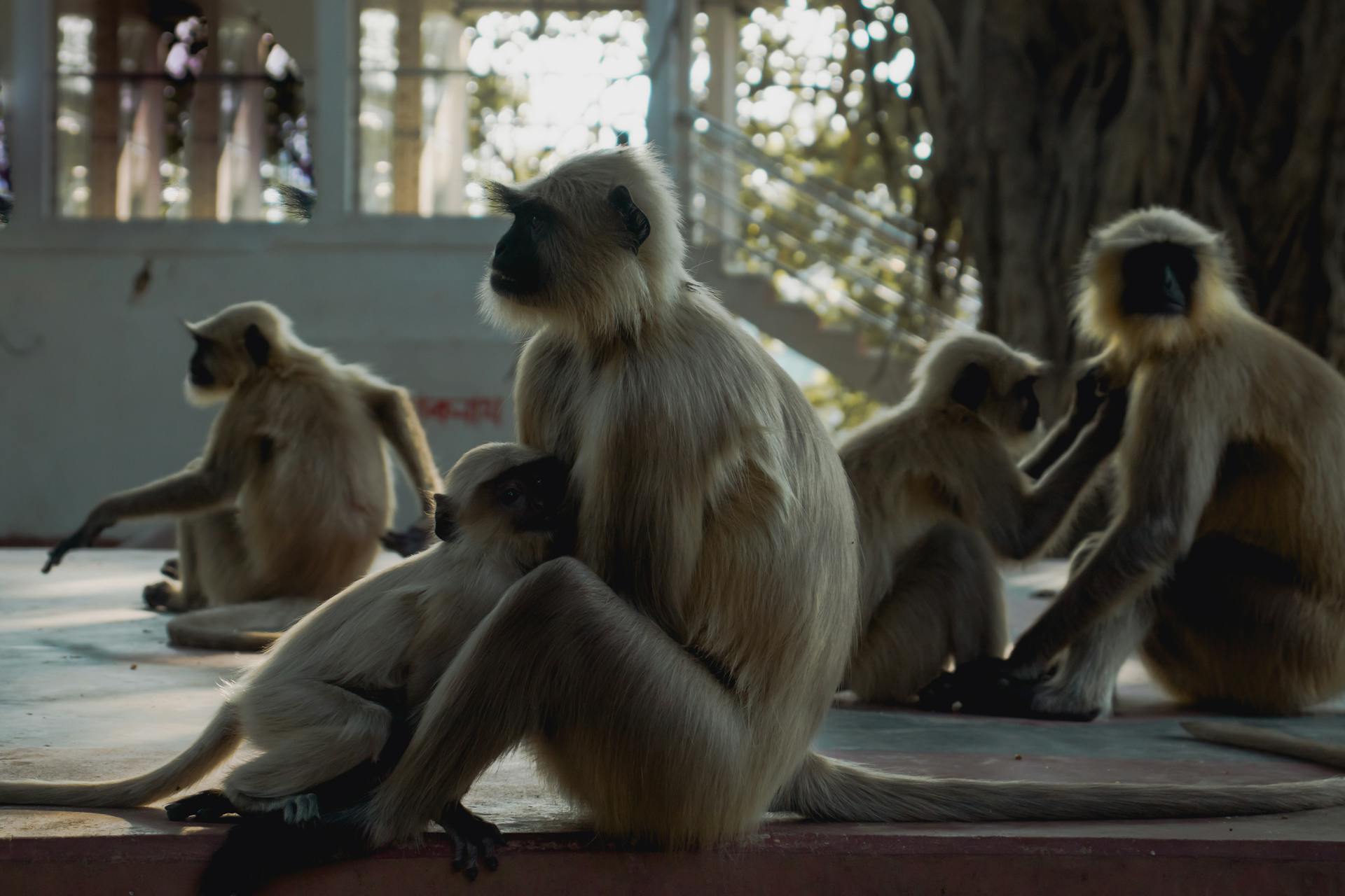 Monkeys Sitting in an Enclosed Space at the Zoo