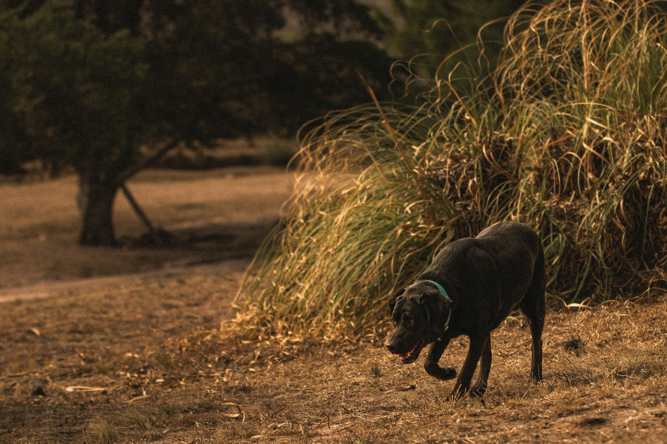 A black Labrador Retriever walks through an autumn park in San Luis, showcasing nature's fall beauty.