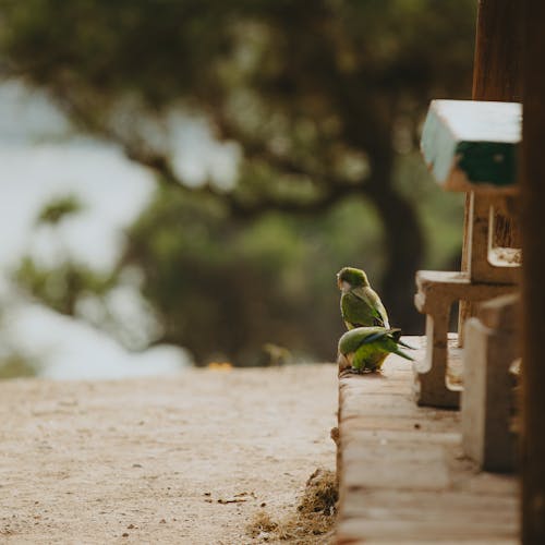 Two Parrots Perching on a Step