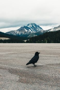 A raven stands on rocky terrain with the Canadian Rockies in the background, Jasper, AB.