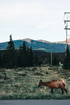 Deer walking through the serene landscape of Jasper National Park, with mountain backdrop.