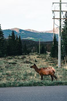 Elk walking across the grassy landscape of Jasper National Park, surrounded by mountains and trees.