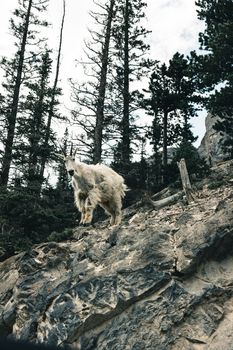 Mountain goat navigating rocky terrain in Kananaskis, surrounded by pine trees.