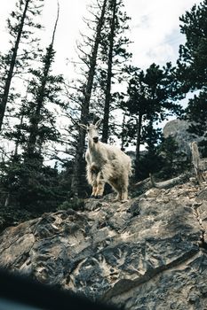 Wild mountain goat standing on rocky terrain in Kananaskis forest, Alberta, Canada.