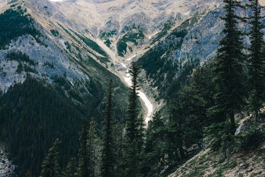Breathtaking view of a forested mountain valley in Banff, showcasing rugged terrain and evergreen trees.