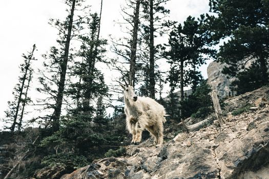 Capture of a mountain goat standing on rocky terrain in Kananaskis, surrounded by conifer trees.