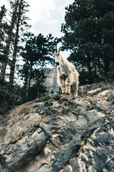 Mountain goat perched on rocky cliff in Kananaskis, Alberta forest.