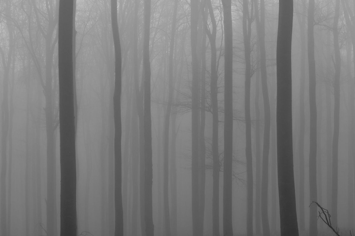 The Hollow Road key art — fog through a forest of bare trees, photo by Julio Men&eacute;ndez on Pexels