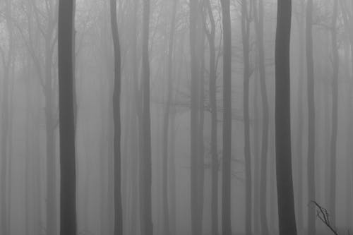 Free Trees in a Forest Covered with Fog  Stock Photo