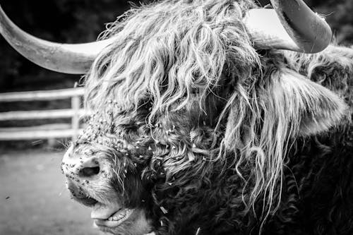 Head of Highland Cattle