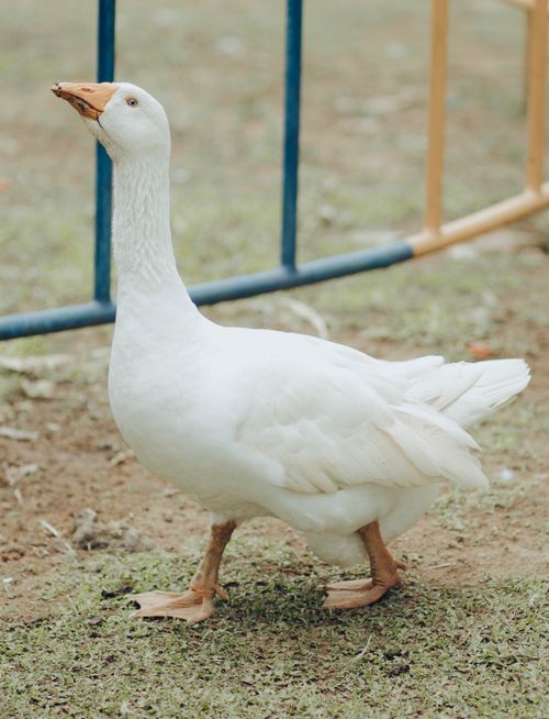 Free A white goose walks confidently in a fenced outdoor area in Nigeria. Stock Photo