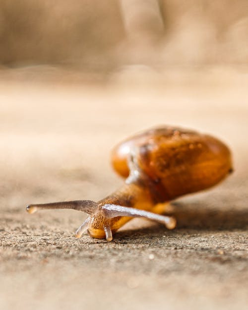 Snail with Antennas in Close-up View