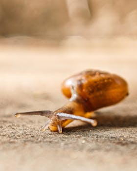 A detailed close-up of a snail moving slowly on a textured surface, showcasing its shell and antennas.