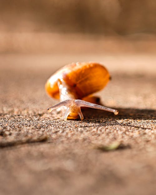 Snail on Ground