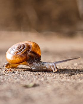 Detailed shot of a snail with a shiny shell moving on textured ground, showcasing natural wildlife.