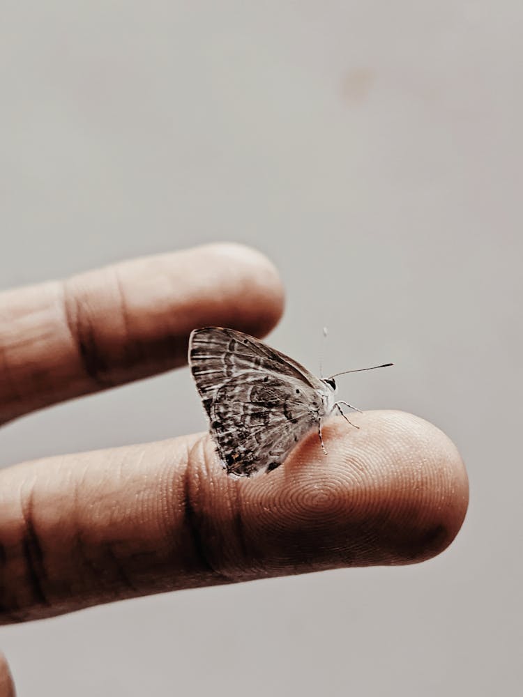 Small Gray Moth Sitting On A Person Finger