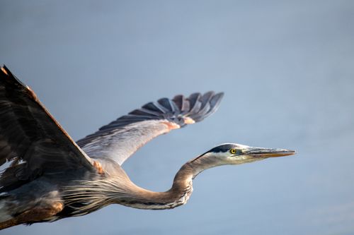 Free Close-up of a great blue heron flying gracefully over calm waters. Stock Photo