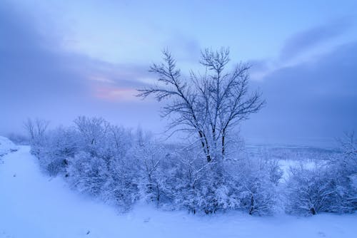 Trees in Snow in Winter Landscape on Sunset