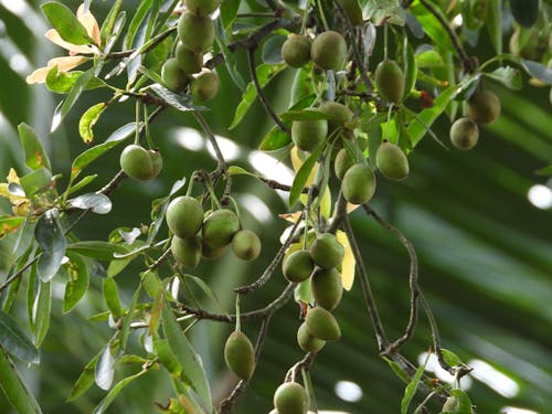 Green Fruits on Tamanu Tree